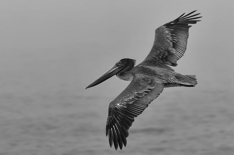 Pelican Photograph - Gliding Pelican in Black and White by Sebastian Musial