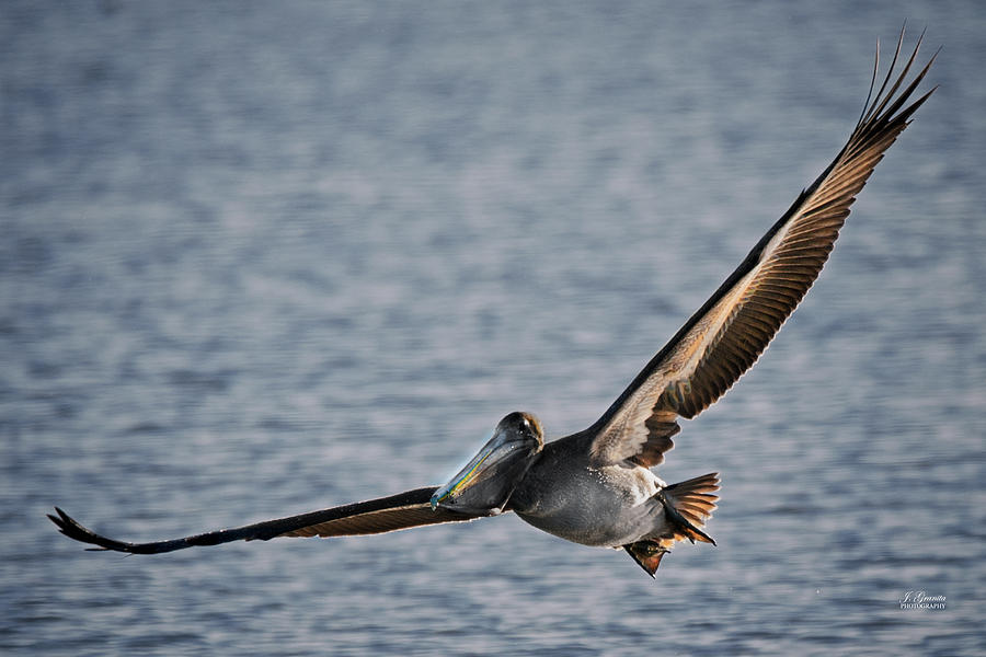 Gliding Pelican Photograph by Joe Granita
