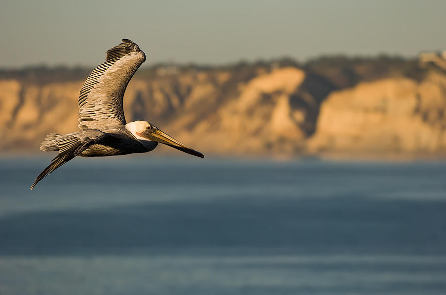 Pelican Photograph - Gliding Pelican by Sebastian Musial