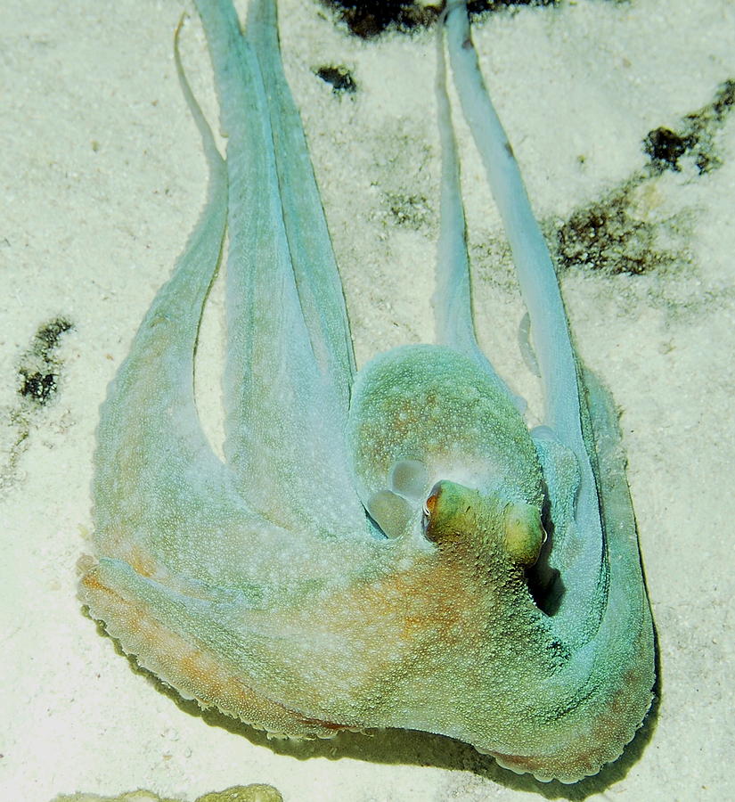 Gliding Reef Octopus Photograph by Amy McDaniel