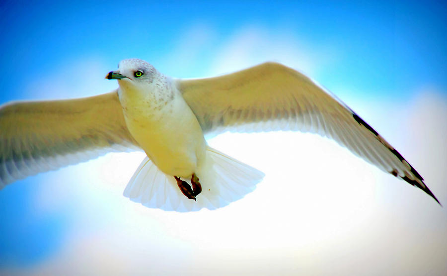 Seagull Photograph - Gliding Seagull by Aurelio Zucco