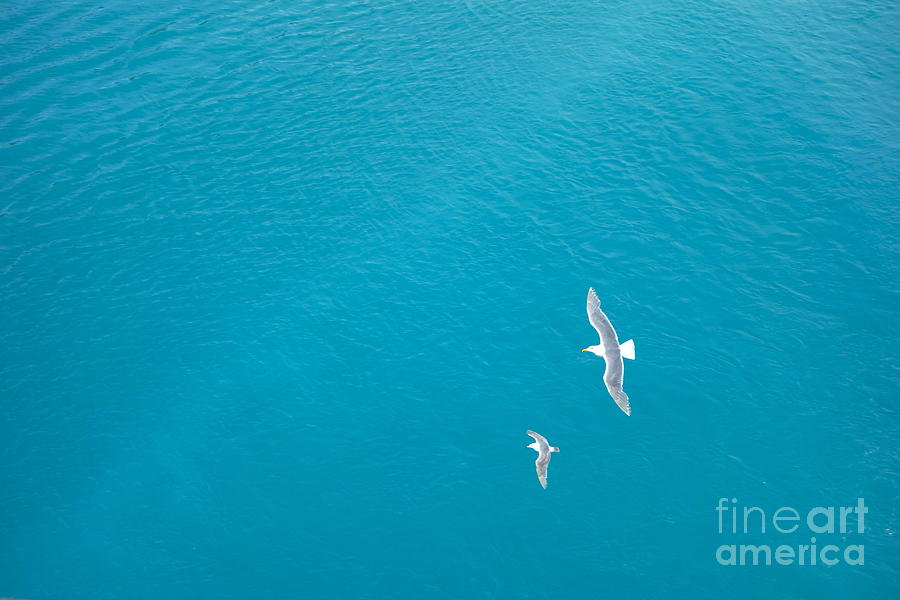 Bird Photograph - Gliding Seagulls by Jacqueline Athmann