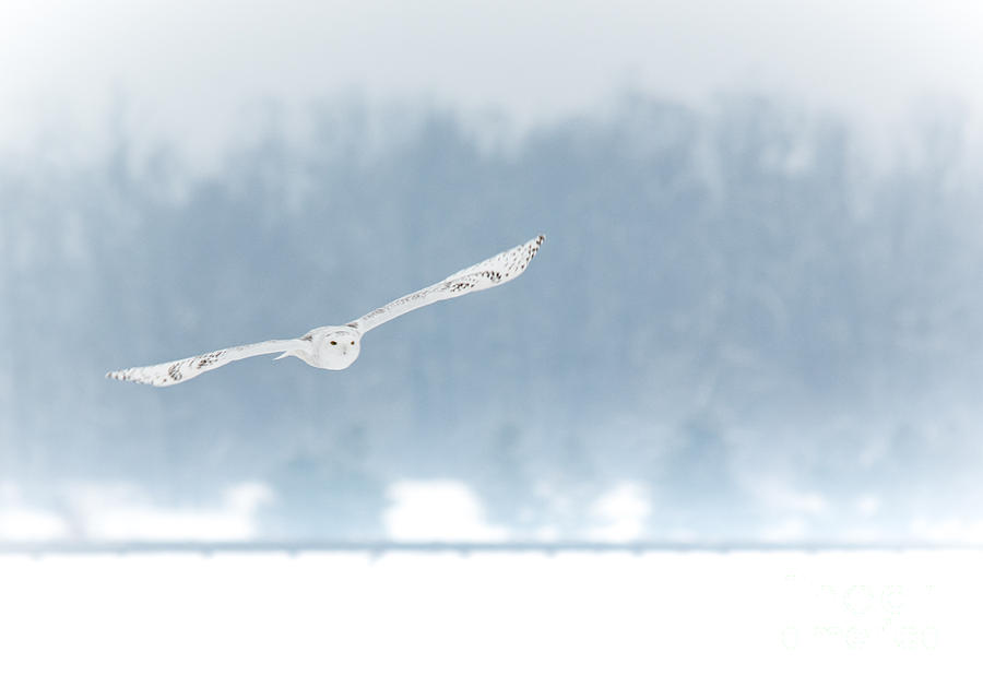 Gliding Snowy Photograph by Cheryl Baxter
