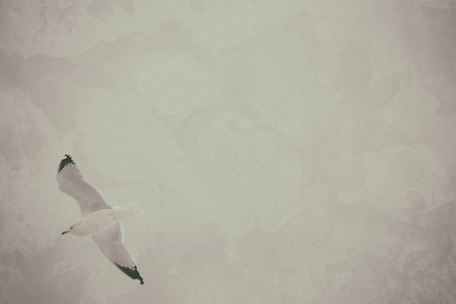 Seagull Photograph - Gliding Thru Life by Karol Livote