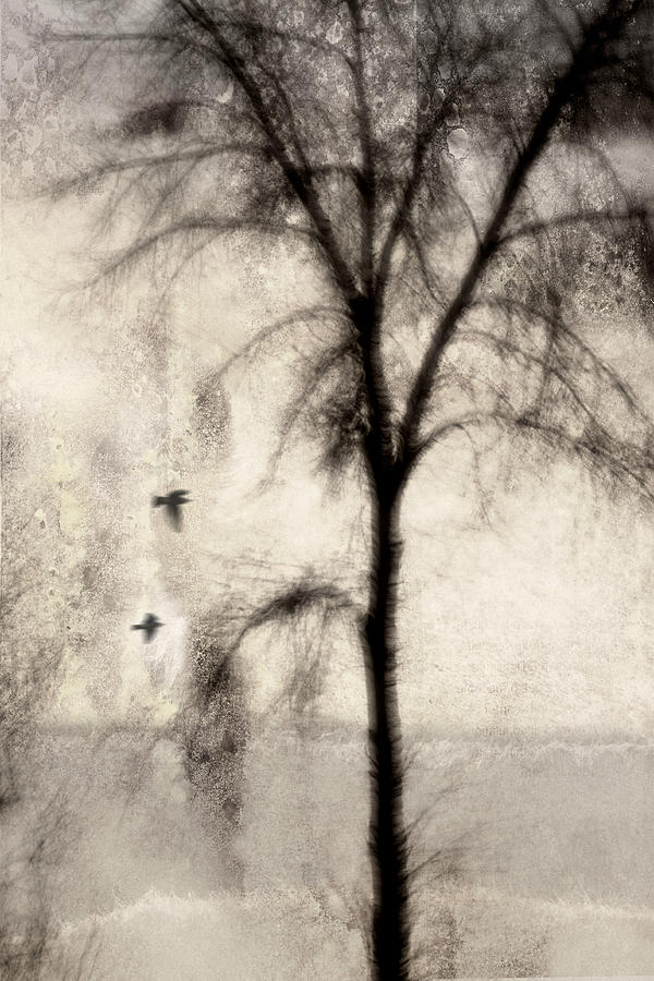 Tree Photograph - Glimpse of a Coastal Pine by Carol Leigh