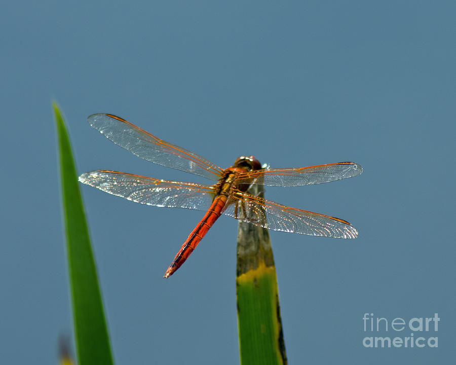 Glistening Dragonfly Photograph by Stephen Whalen
