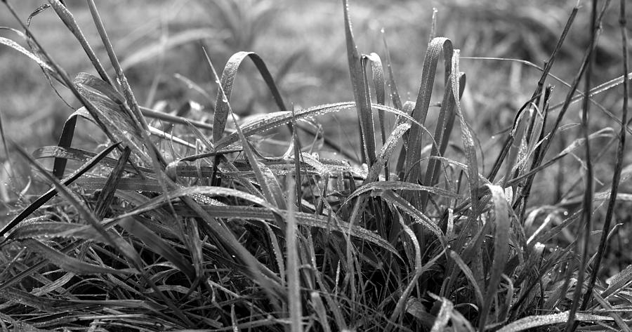 Black And White Photograph - Glistening Grass by Neil Webb