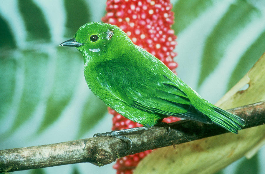 Glistening-green Tanager Photograph by John S. Dunning - Fine Art America