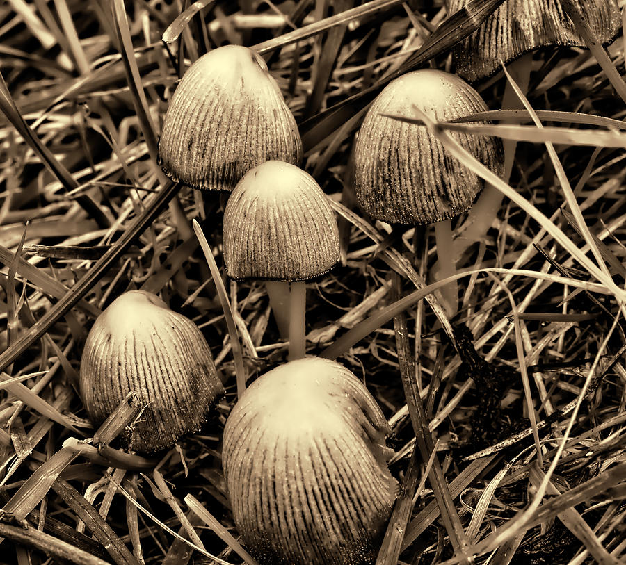 Glistening Inky Cap Sepia- Photograph by Leif Sohlman