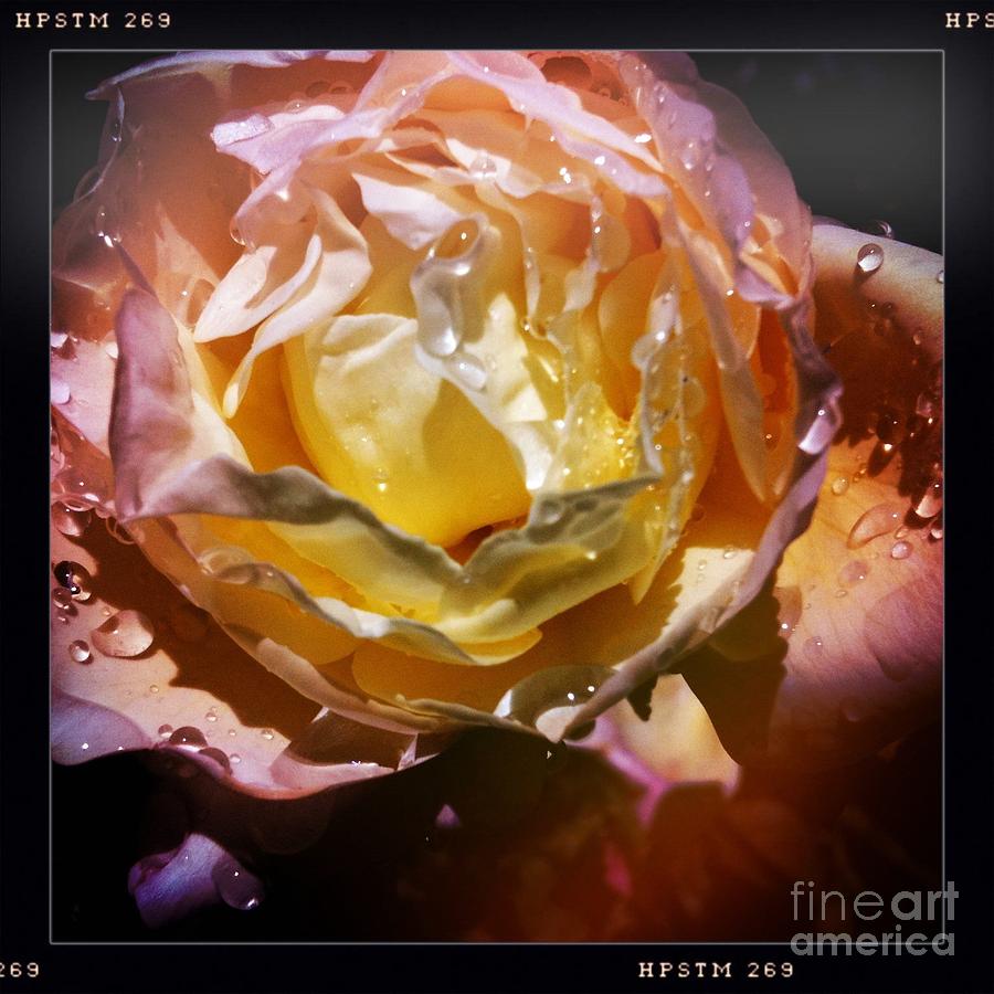 Glistening Rose Photograph by Denise Railey