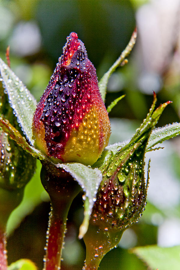 Rose Photograph - Glistening Rosebuds by Her Arts Desire