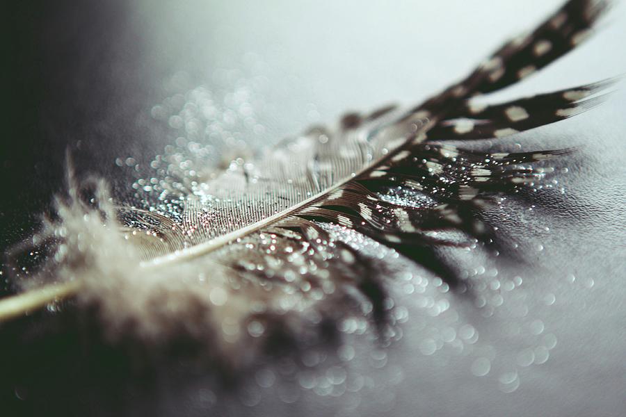 Glitter Dipped Feather Photograph by Anne Puhlmann Photography