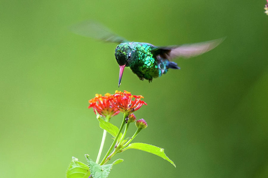 Glittering-bellied Emerald Photograph by Leonarco Merçon - Fine Art America