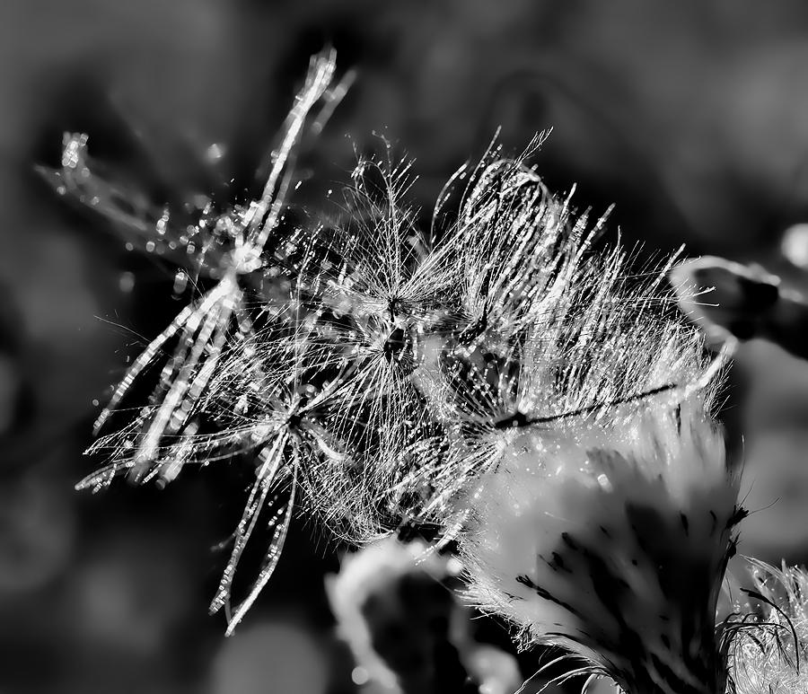 Summer Photograph - Glittering Seeds In Sun BW by Leif Sohlman