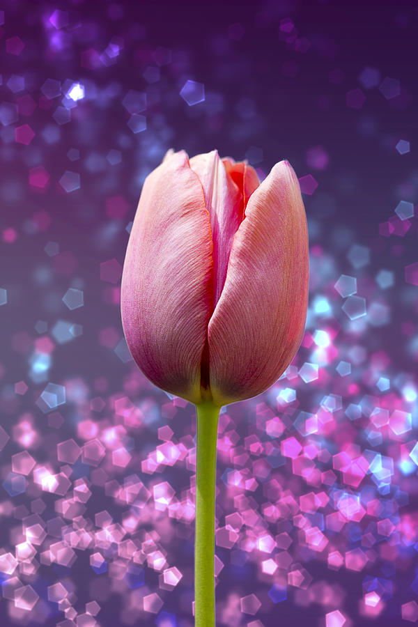 Glittery Tulip Shimmer Photograph by Bill and Linda Tiepelman