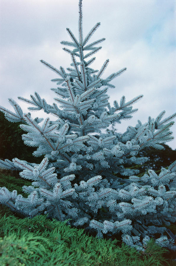 Globe Blue Spruce Photograph by G Gray/science Photo Library
