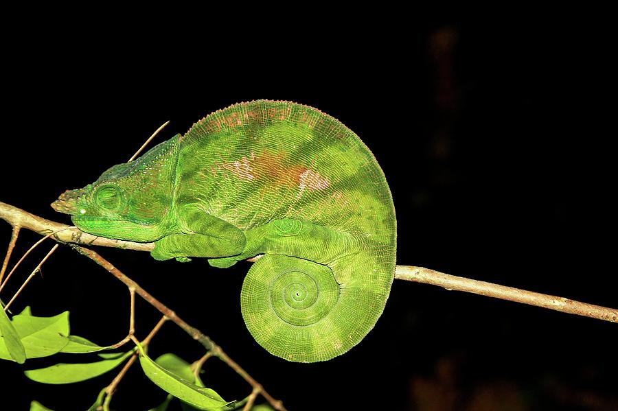 Globe-horned Chameleon Calumma Globifer Photograph by Photostock-israel