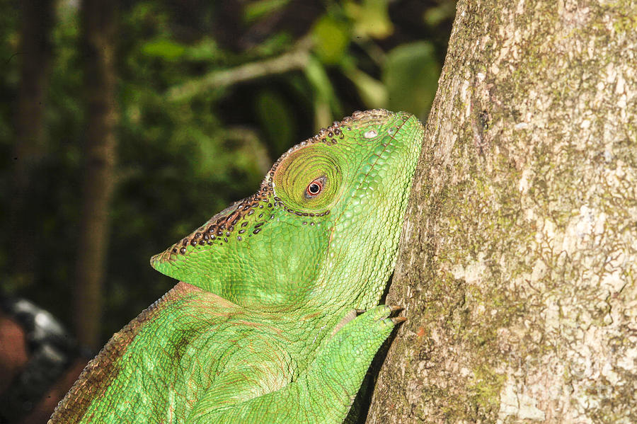Globe-horned Chameleon  Photograph by Gilad Flesch