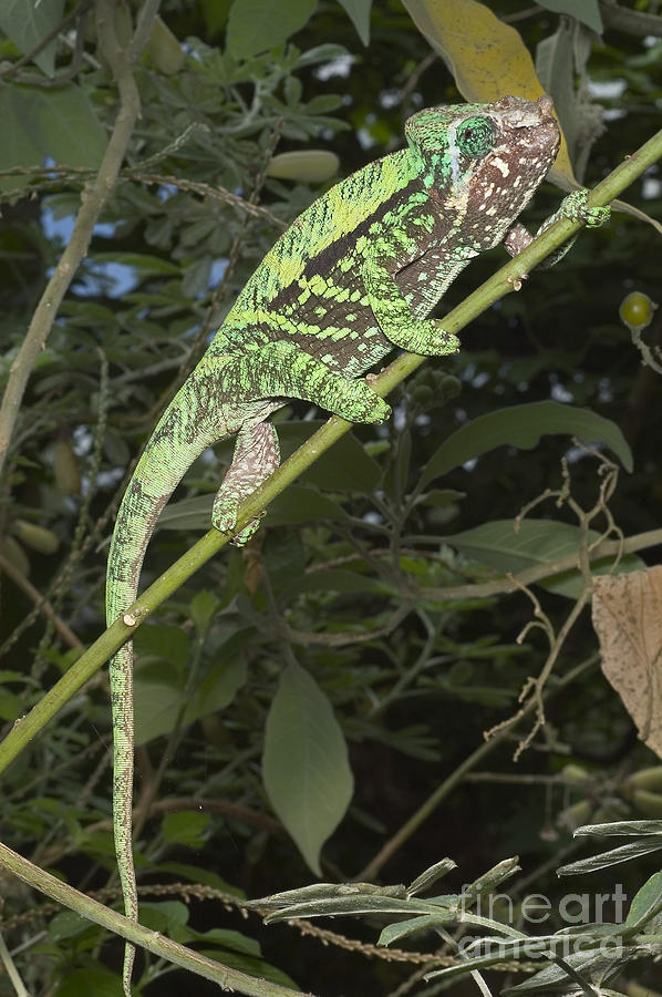 Globe-horned Chameleon Photograph by Greg Dimijian