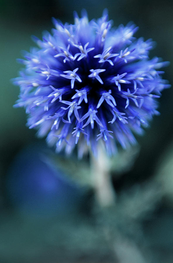 Globe Thistle (echinops Sp.) Photograph by Rachel Warne/science Photo Library