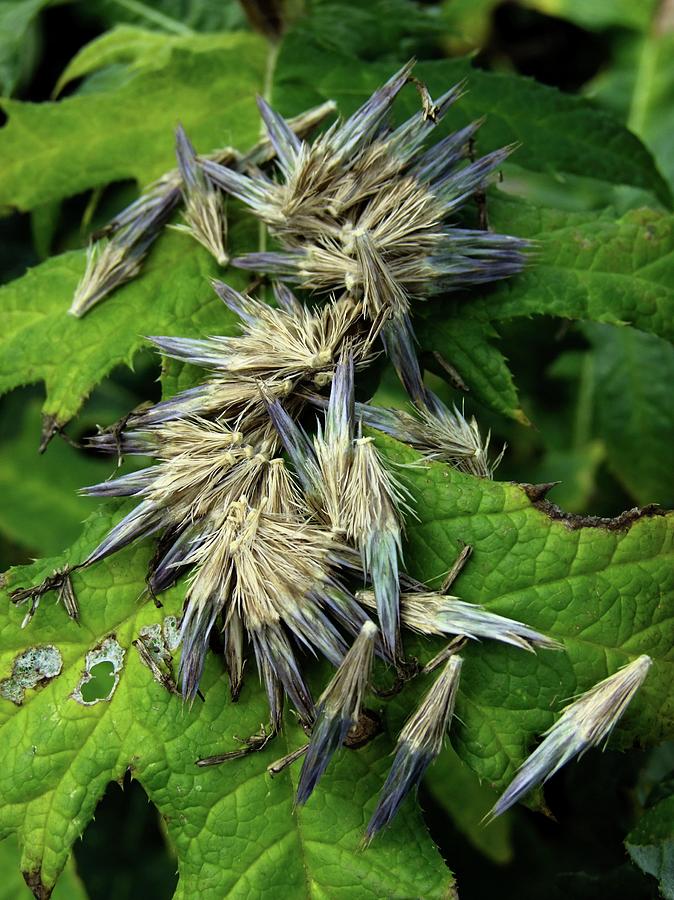 Globe Thistle (echinops Sp.) Seeds Photograph by Ian Gowland/science Photo Library