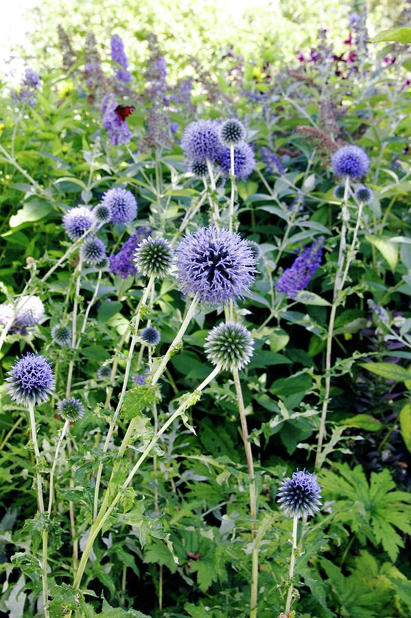 Globe Thistle (echinops Sp.) Photograph by Stephen Harley-sloman/science Photo Library