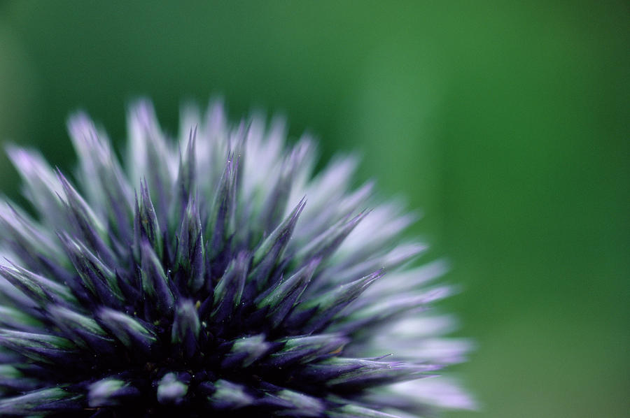 Globe Thistle Flower Head Photograph by Ruth Brown/science Photo ...