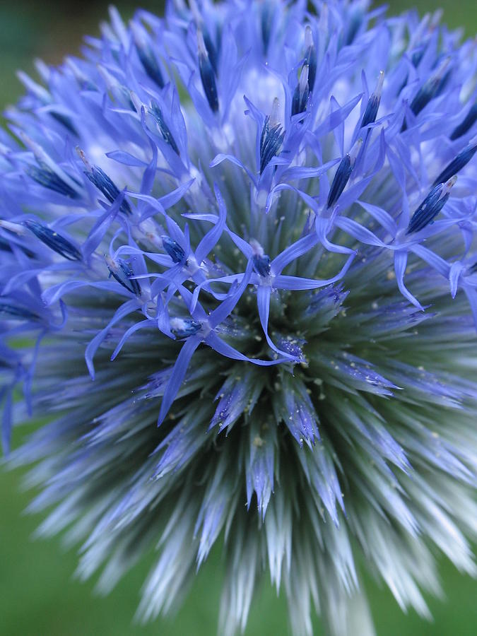 Globe Thistle Photograph by Juergen Roth