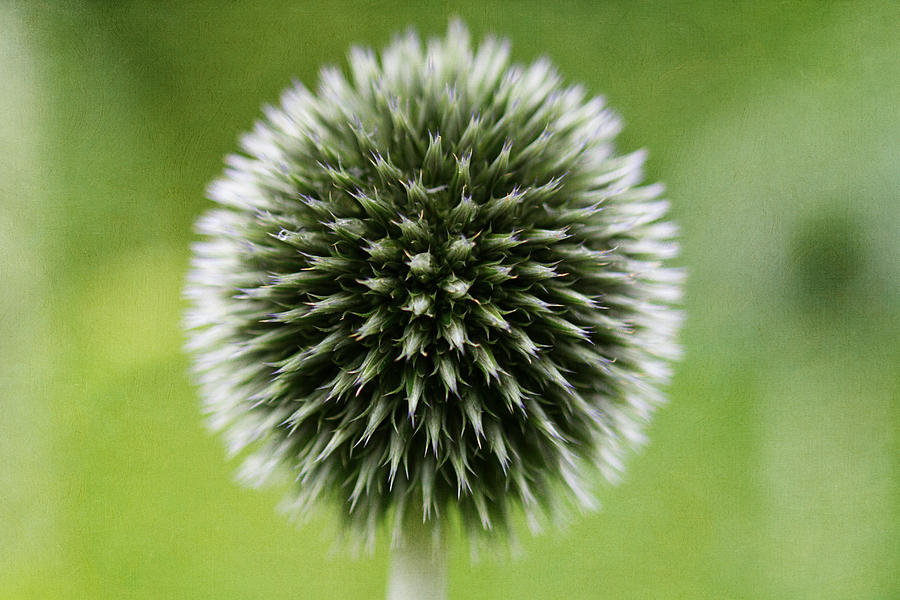 Summer Photograph - Globe Thistle by Julie Hill