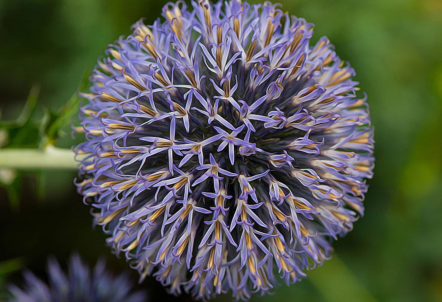 Globe Thistle Flower Photograph by Michael Moriarty Globe Thistle Flower Photograph by Michael Moriarty