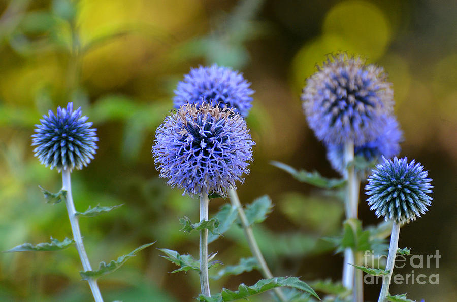 Nature Photograph - Globe Thistle by Rodney Campbell