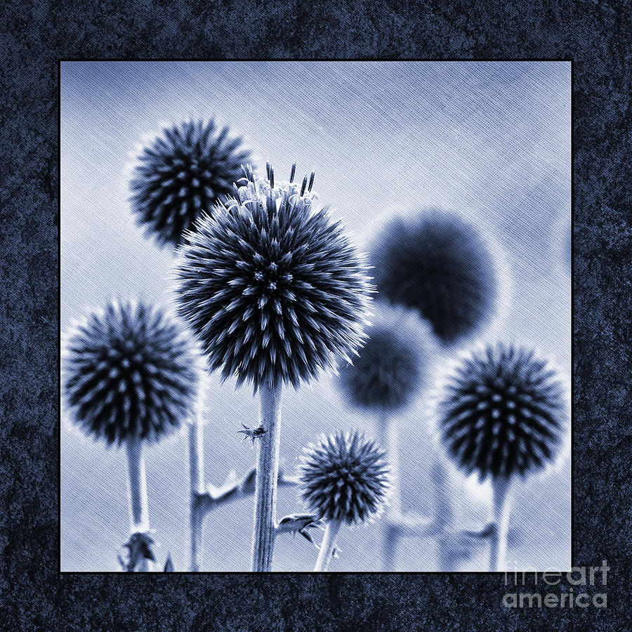Flower Photograph - Globe Thistles by Tim Gainey