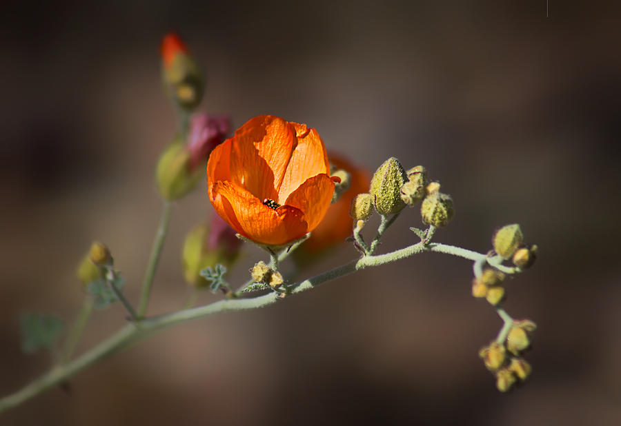 Globemallow Photograph by Nikolyn McDonald