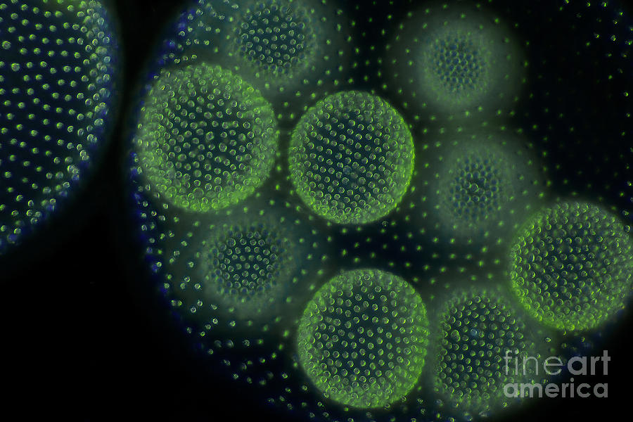 Globular Alga Volvox, Lm Photograph by Frank Fox