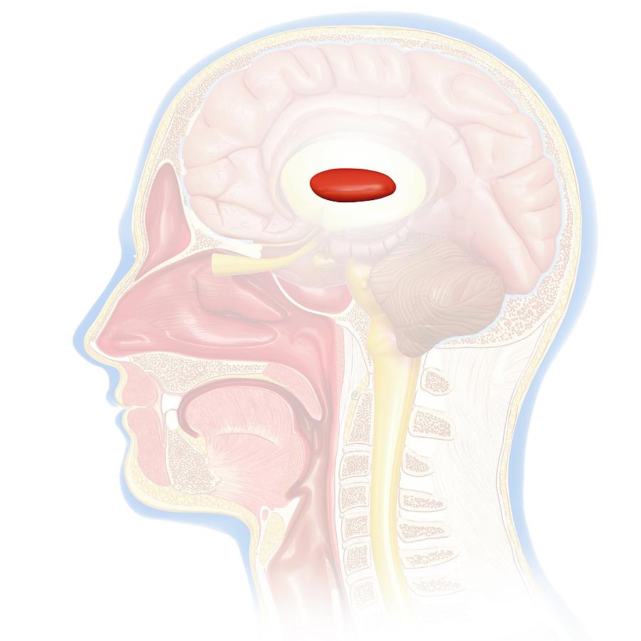 Globus Pallidus Brain Structure Photograph by Pixologicstudio/science ...