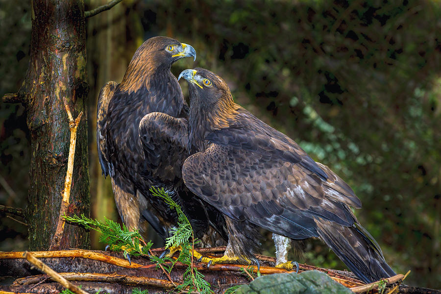 Golden Eagles #1 Photograph by Mike Centioli