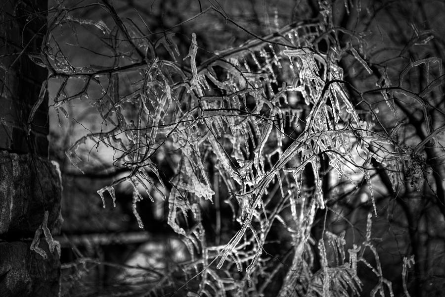 Gloomy Icy Tree Photograph by Brett Engle