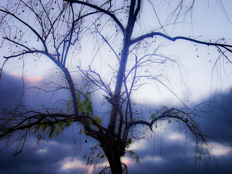 Gloomy tree Photograph by Luma Studio designs - Pixels