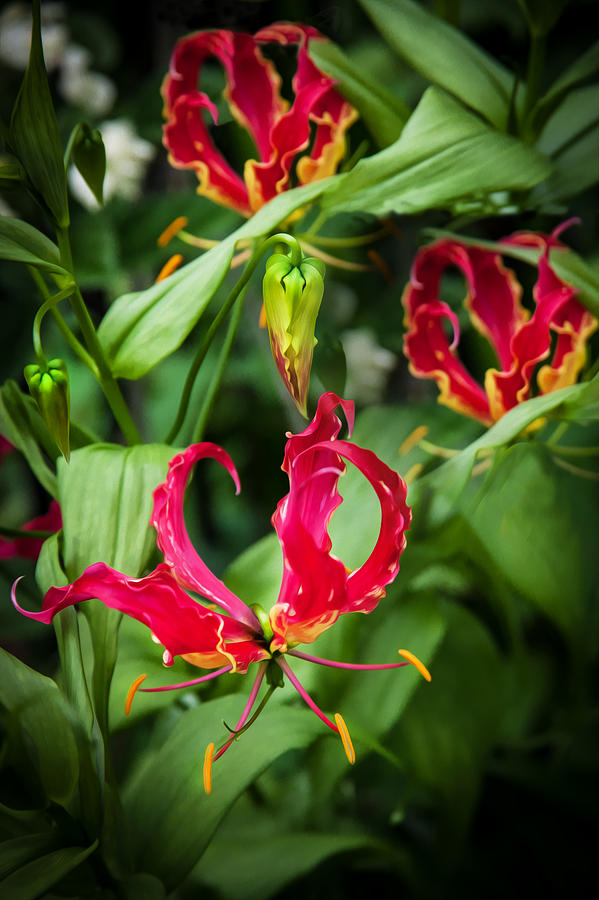 Gloriosa Lily Flame Lily Fire Lily   Photograph by Rich Franco