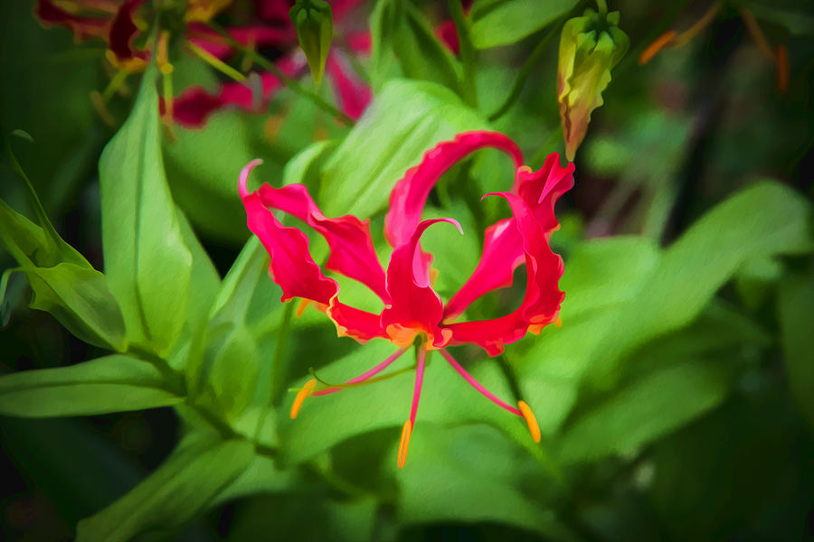 Lily Photograph - Gloriosa Lily Flame Lily Fire Lily X100 by Rich Franco