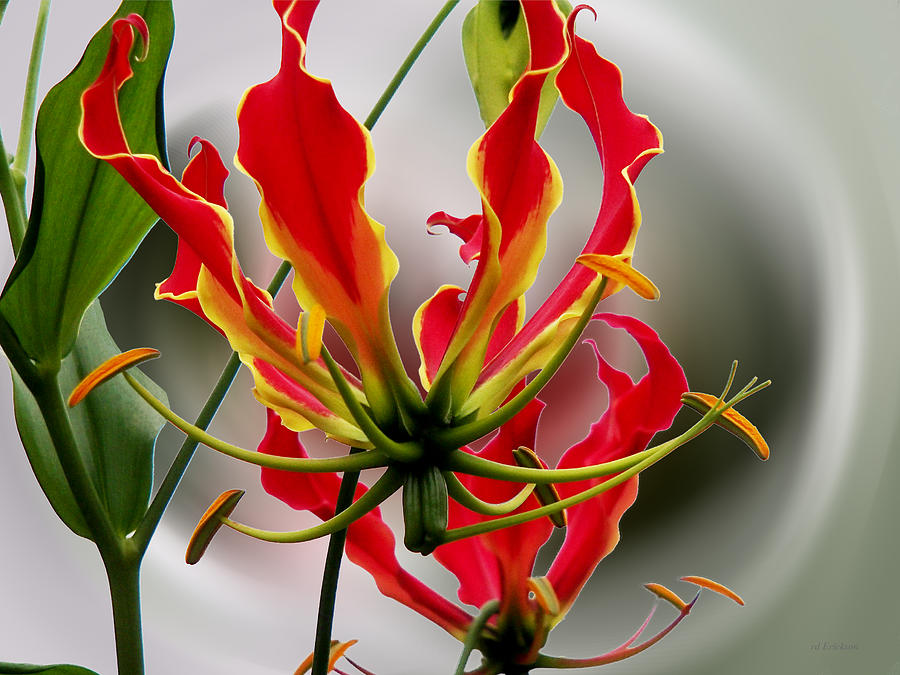 Gloriosa Lily Flower Photograph by rd Erickson