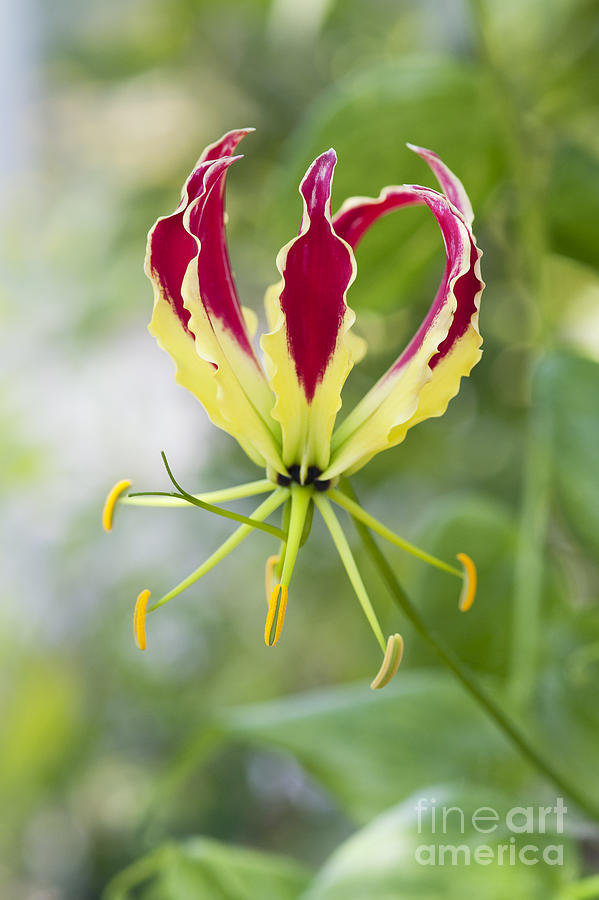 Gloriosa superba Flame Lily Photograph by Tim Gainey