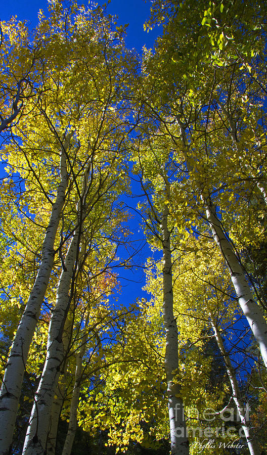 Glorious Aspens Photograph by Phyllis Webster - Fine Art America