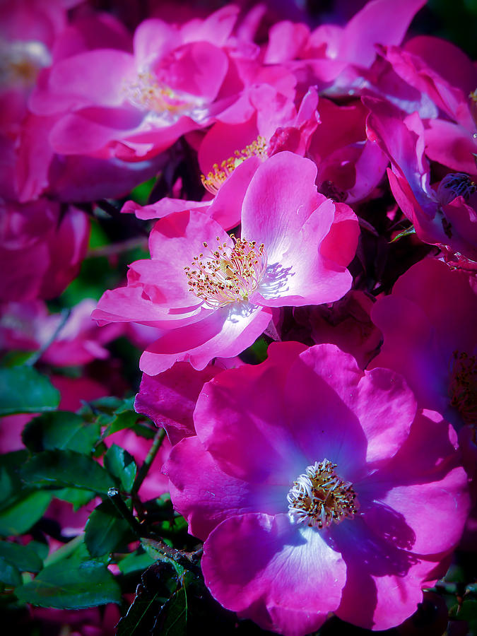 Glorious Blooms Photograph