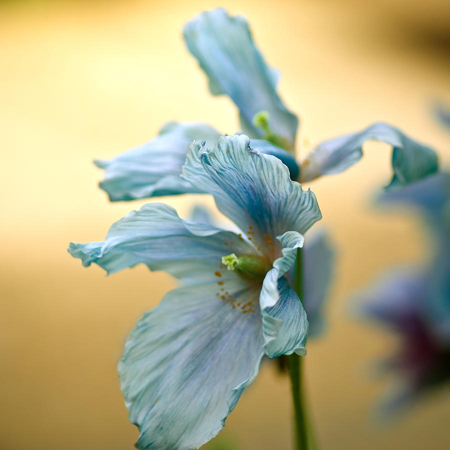 Flower Photograph - Glorious Blue by Samantha Eisenhauer