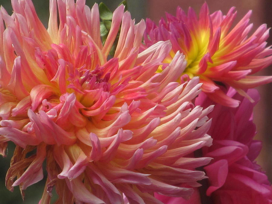 Glorious Dahlias Photograph by Alfred Ng