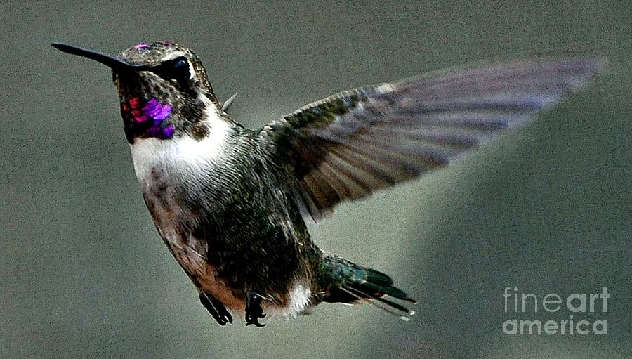 Glorious Male Annas Hummingbird Photograph by Jay Milo