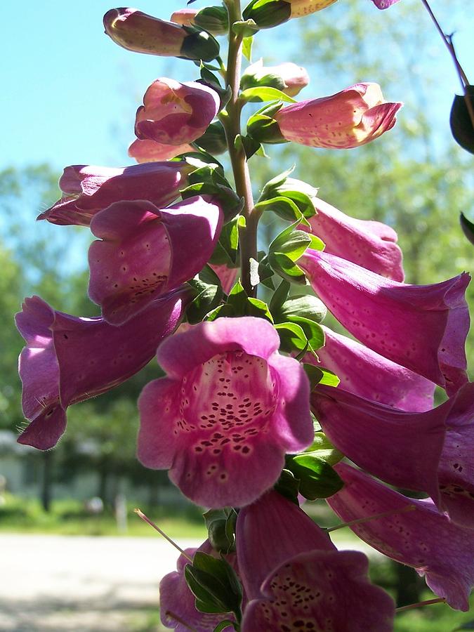 Glorious Foxglove Photograph by Kathleen Luther