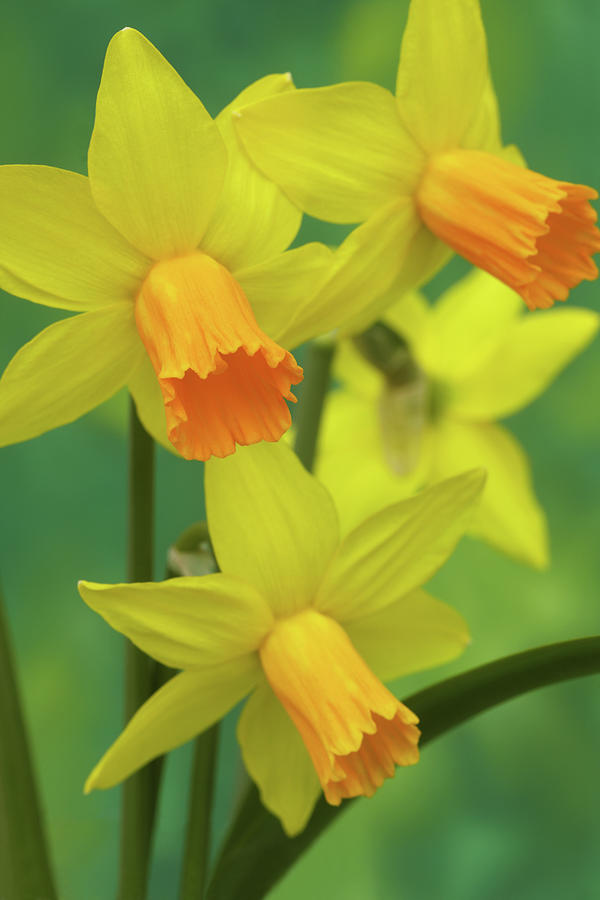 Glorious Golden Jetfire Daffodils In Photograph by Rosemary Calvert