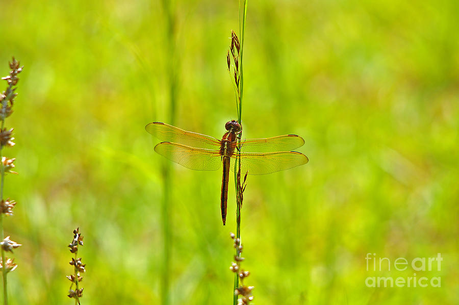 Dragonfly Photograph - Glorious Golden-winged by Al Powell Photography USA